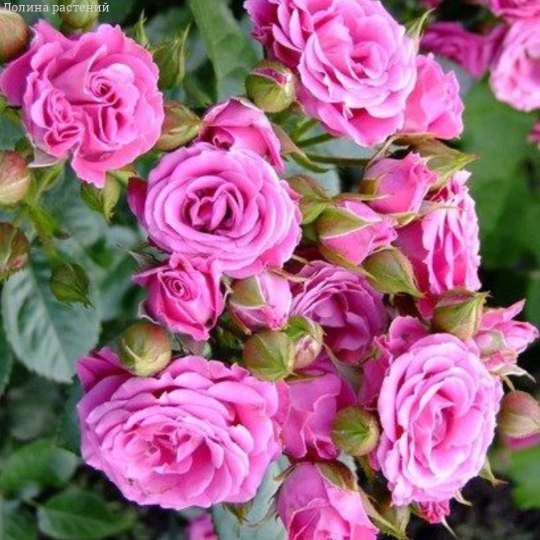 Роза Розовый Спрей - Dolinasad.by