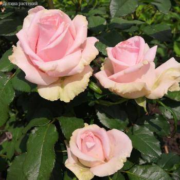 Роза Свит Аваланш в горшке - Dolinasad.by