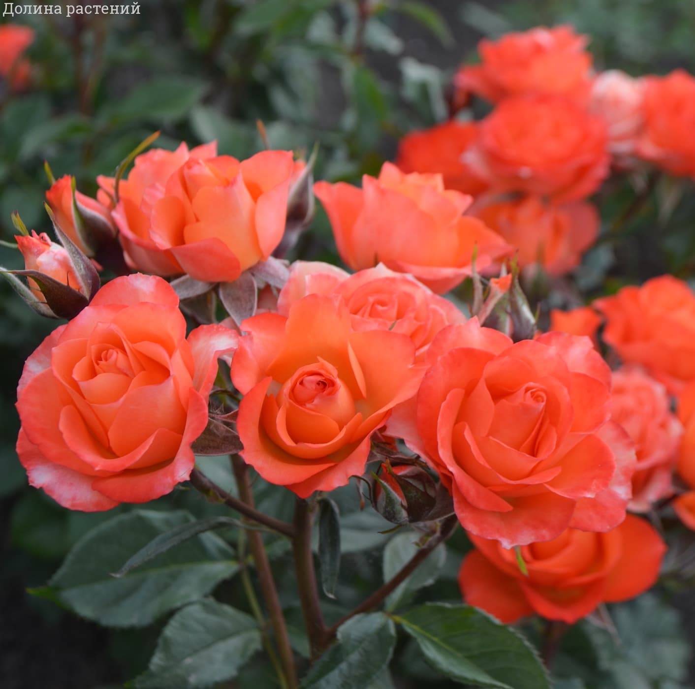 Роза Алегрия - Dolinasad.by