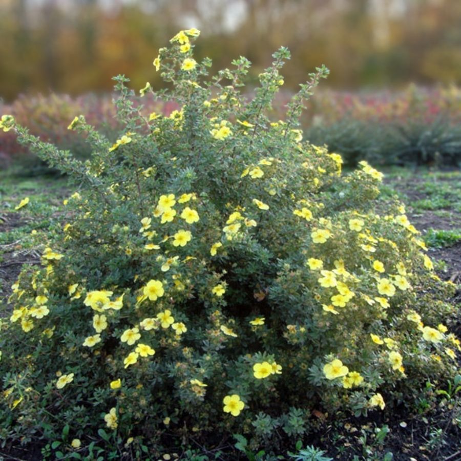 Лапчатка кустарниковая Голдтеппич. С3 - Dolinasad.by