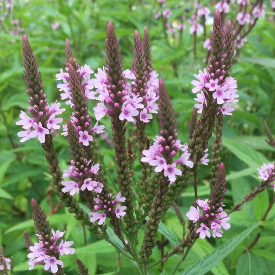 Вербена копьевидная Пинк Спайрс - Dolinasad.by