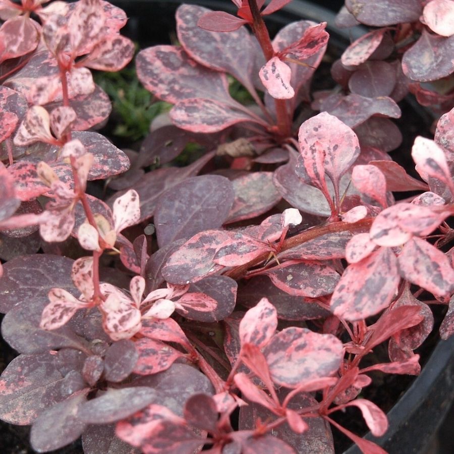 Барбарис тунберга Розетта, С2 - Dolinasad.by