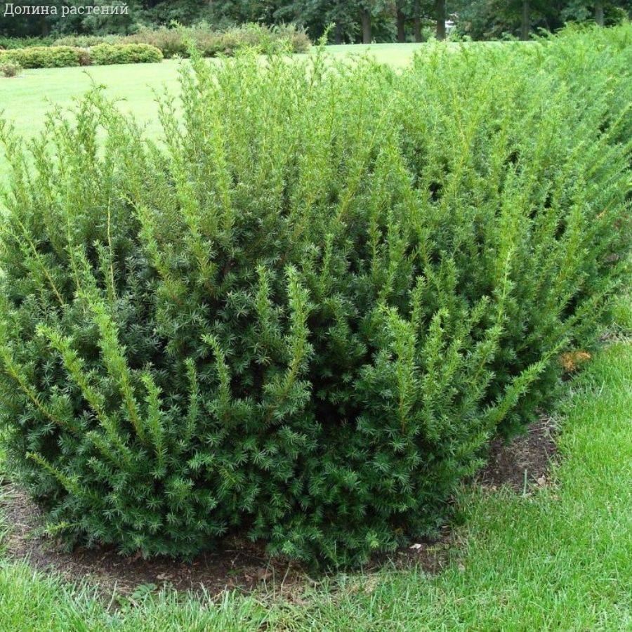 Тиc средний Дензиформис, С3 - Dolinasad.by