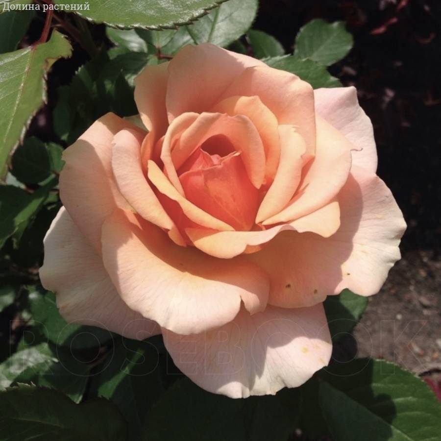 Роза Таити Роза Таити - Dolinasad.by