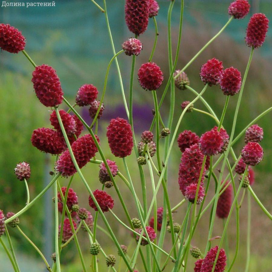 Кровохлебка лекарственная Арнем - Dolinasad.by