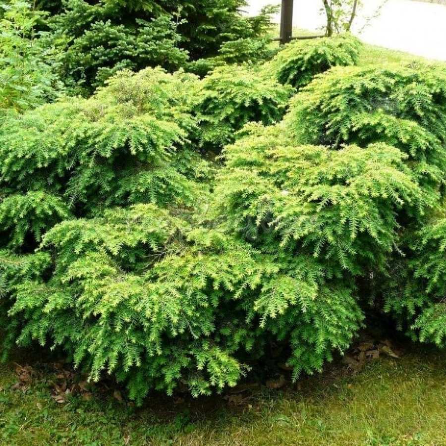 Тсуга канадская Литл Ниндзя - Dolinasad.by