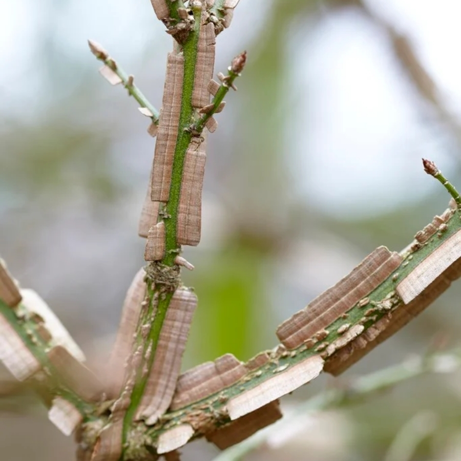Бересклет крылатый, С3 - Dolinasad.by