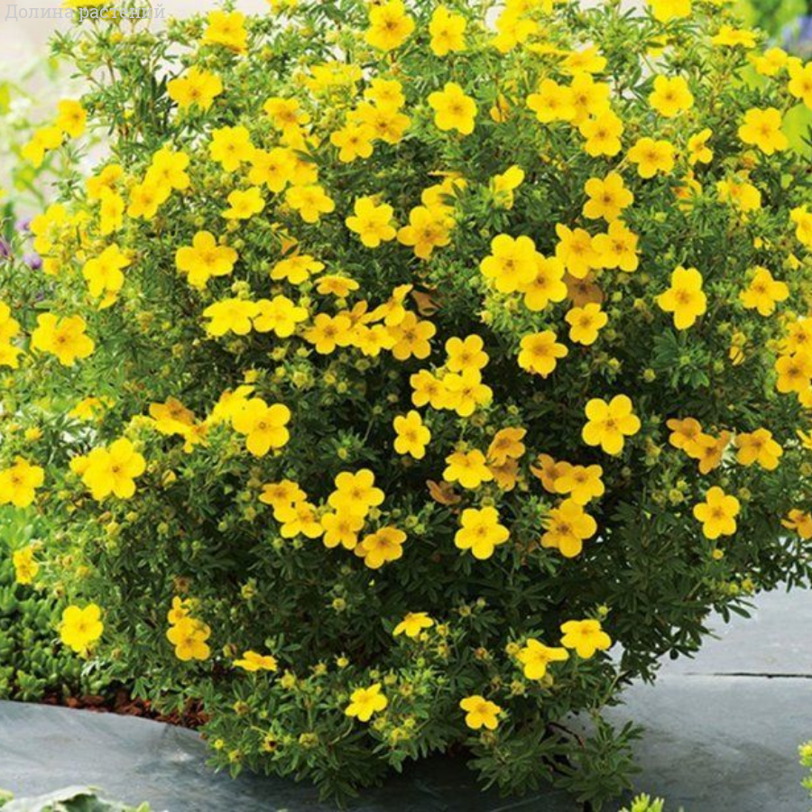 Лапчатка кустарниковая, С2 - Dolinasad.by