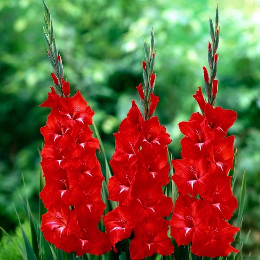 Гладиолус Трейдерхорн - Dolinasad.by