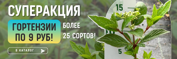 гортензии акция
