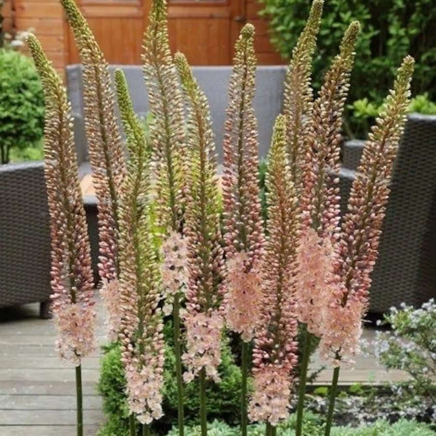 Эремурус Романс - Dolinasad.by