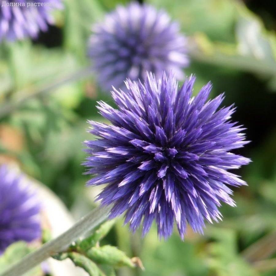 Мордовник Вейчс Блю - Dolinasad.by