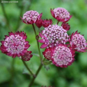 Астранция крупная Ларс - Dolinasad.by