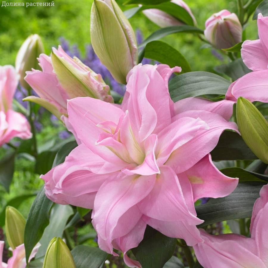 Лилия Роузлили Эдита Лилия Роузлили Эдита - Dolinasad.by