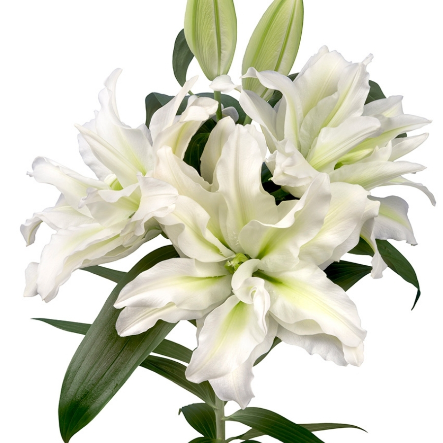 Лилия Роузлили Аиша Лилия Роузлили Аиша - Dolinasad.by