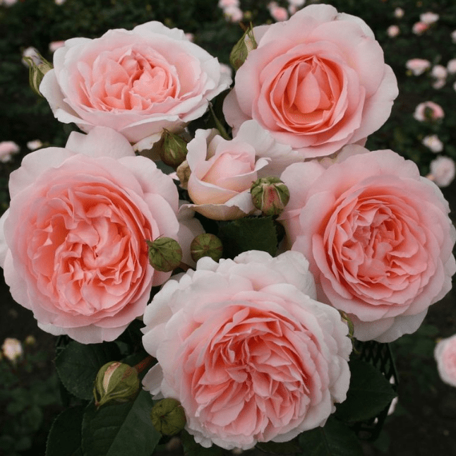 Роза Мерхенцаубер фото