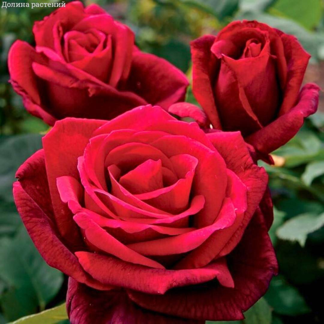 Роза Алматинка в горшке - Dolinasad.by