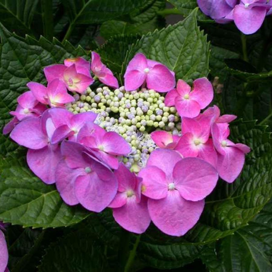 Гортензия крупнолистная Фазан, С2 - Dolinasad.by