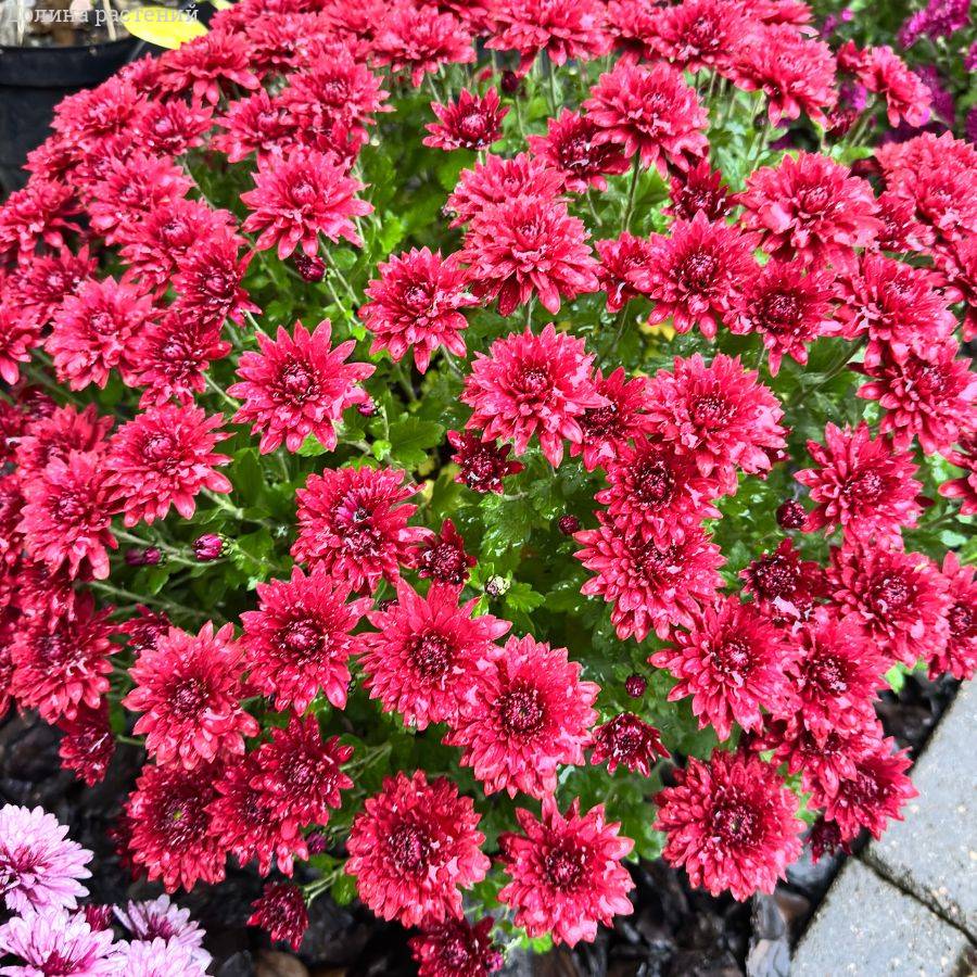 Хризантема мультифлора Бранхил Ред - Dolinasad.by