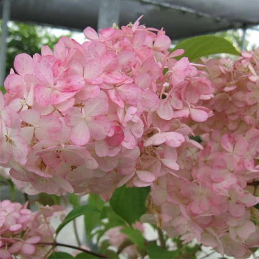 Гортензия метельчатая Дегудо, С2 - Dolinasad.by