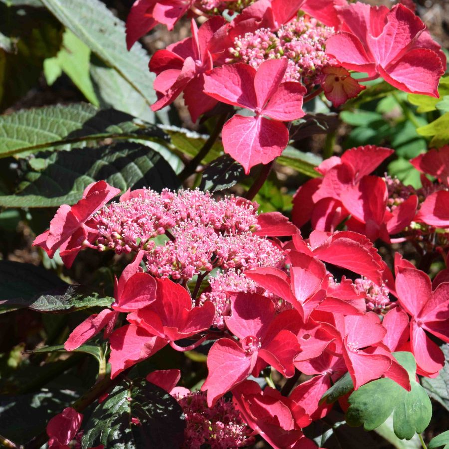 Гортензия крупнолистная Селина - Dolinasad.by