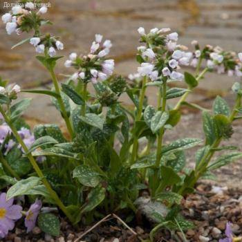 Медуница Миссис Киттл - Dolinasad.by