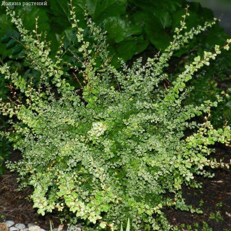 Барбарис Тунберга Келлерис, С2 - Dolinasad.by