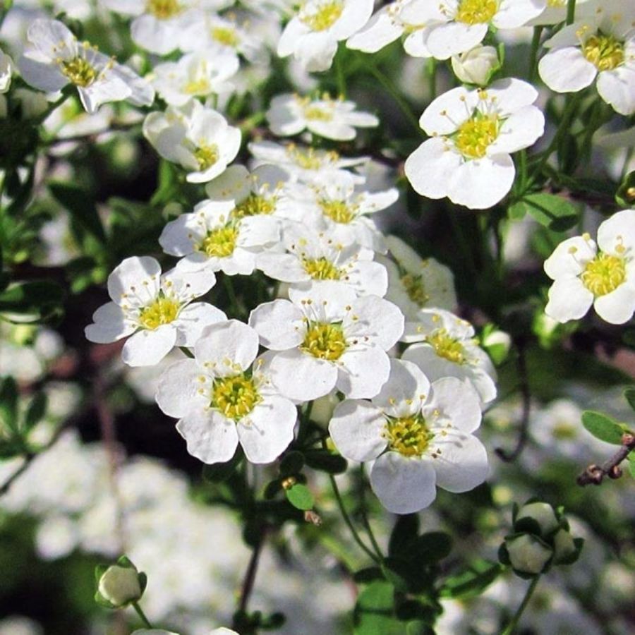 Спирея стелющаяся, С3 - Dolinasad.by