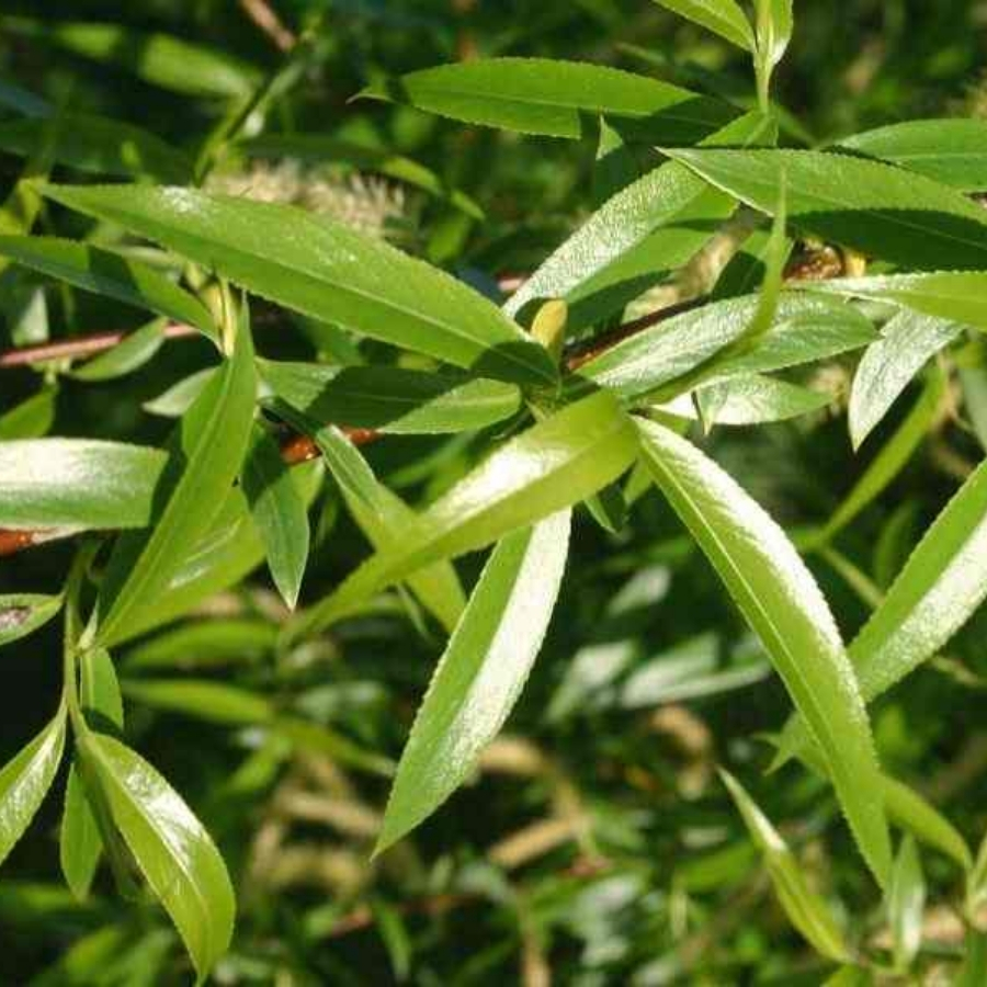 Ива ломкая, С3 - Dolinasad.by