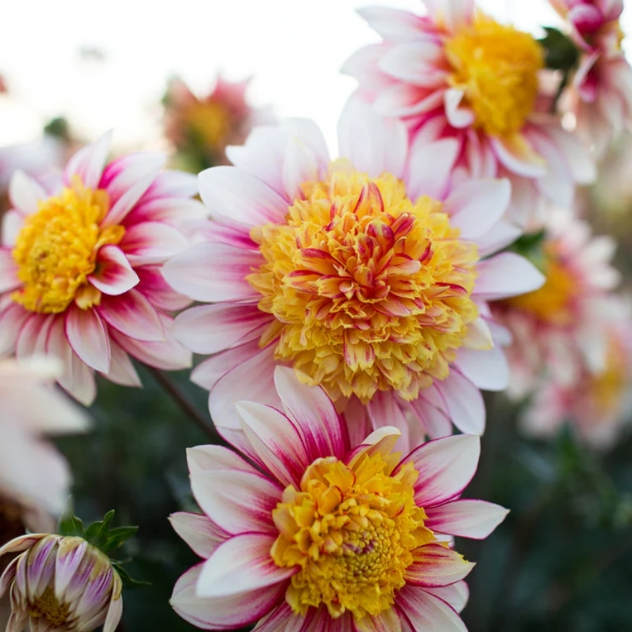 Георгина Полька - Dolinasad.by