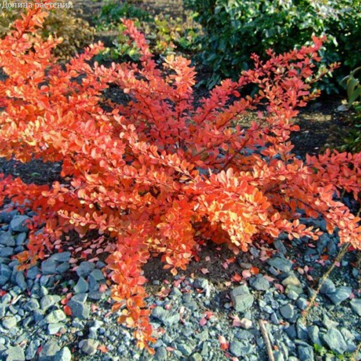 Барбарис тунберга Оранж Карпет - Dolinasad.by