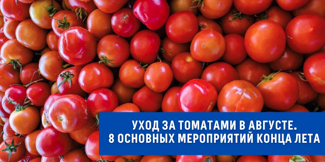 Уход за томатами в августе. 8 основных мероприятий конца лета🍅☀️