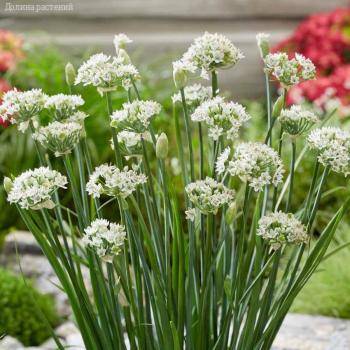 Аллиум китайский Клифс оф Довер - Dolinasad.by