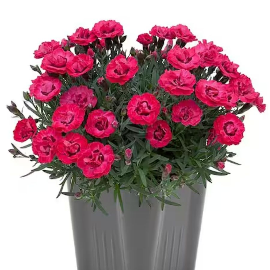 Гвоздика Эрли Лов - Dolinasad.by