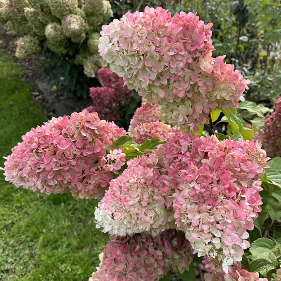 Гортензия метельчатая Краса Лесково, С2 - Dolinasad.by