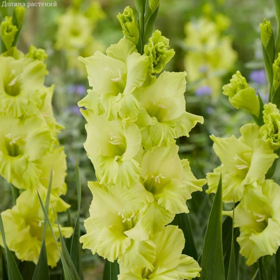 Гладиолус Кио - Dolinasad.by