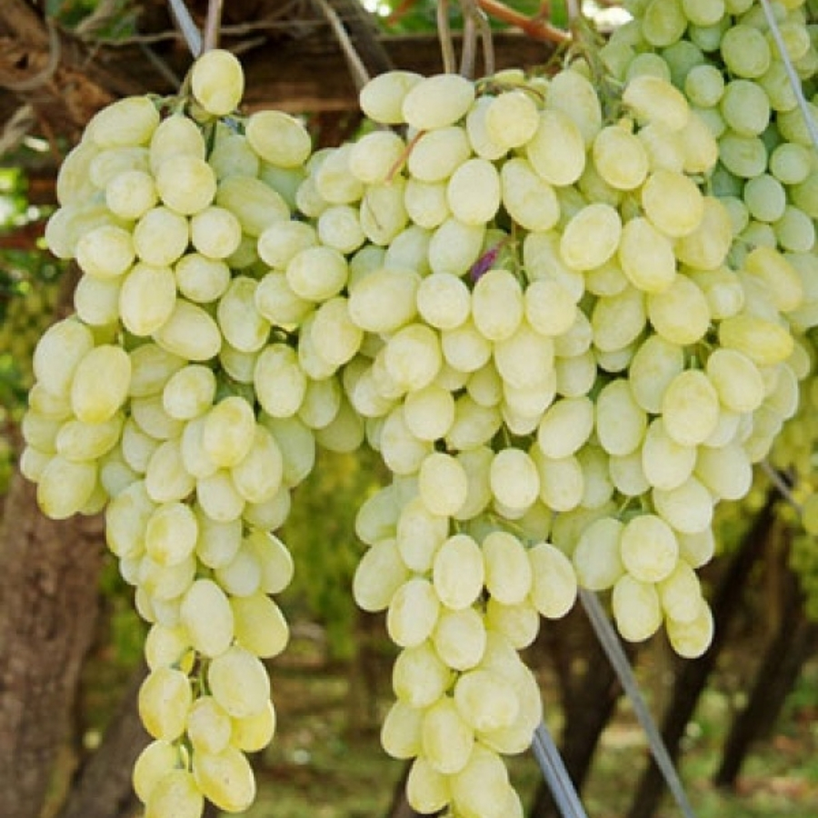 Виноград Афус Али - Dolinasad.by