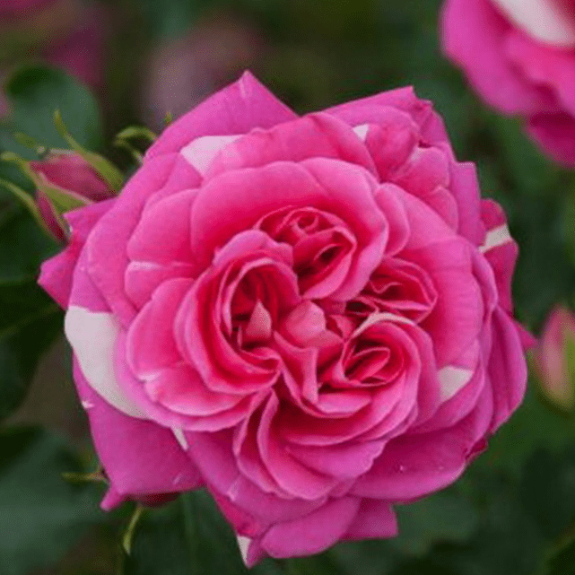 Роза штамбовая Топкапи фото