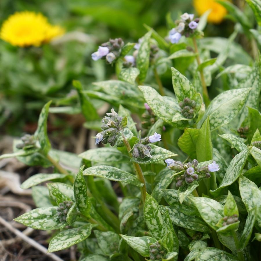 Медуница Миссис Киттл - Dolinasad.by