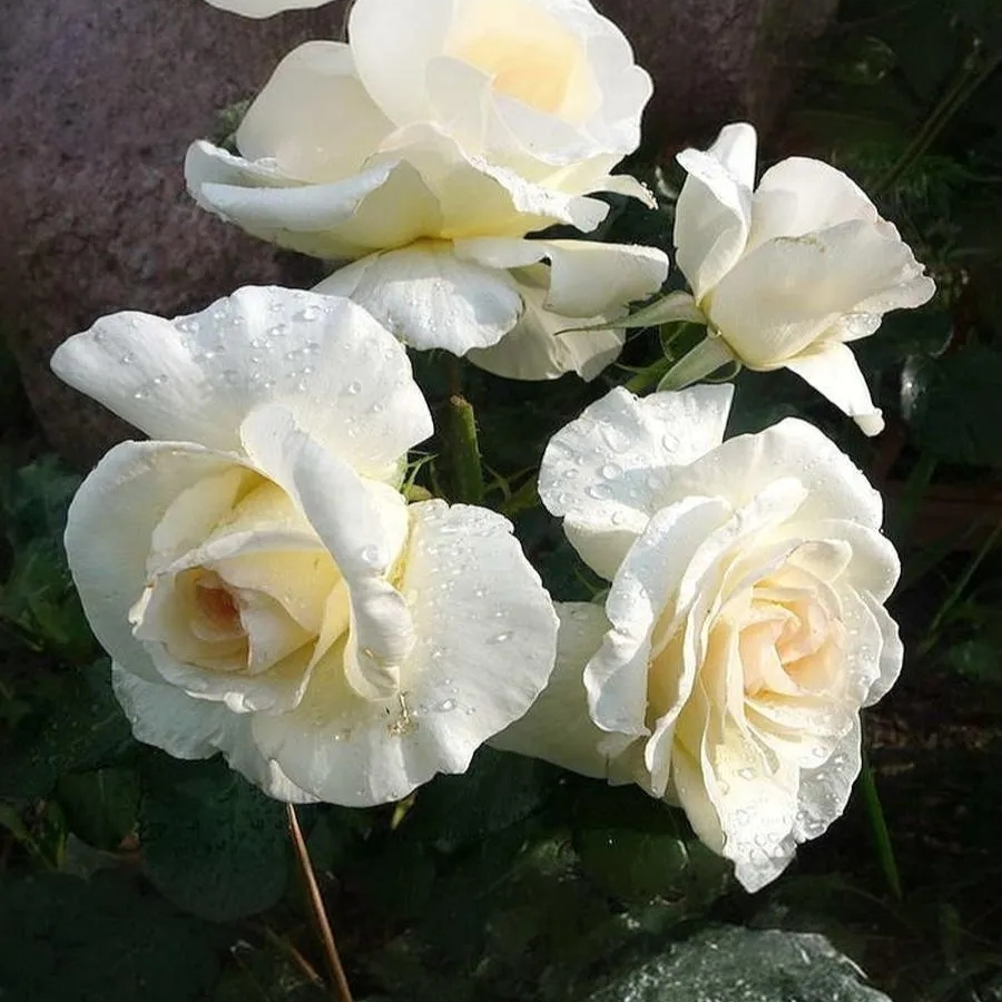 Роза Шневалцер Роза Шневалцер - Dolinasad.by