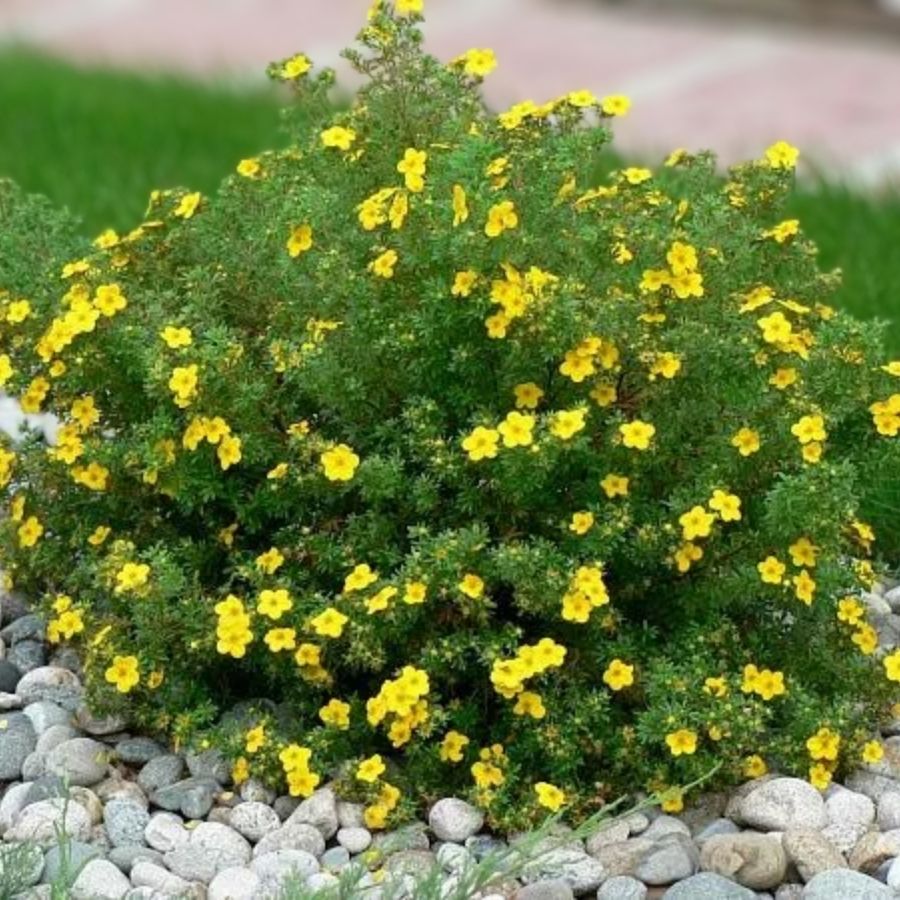 Лапчатка кустарниковая Лонгакр, С3 - Dolinasad.by