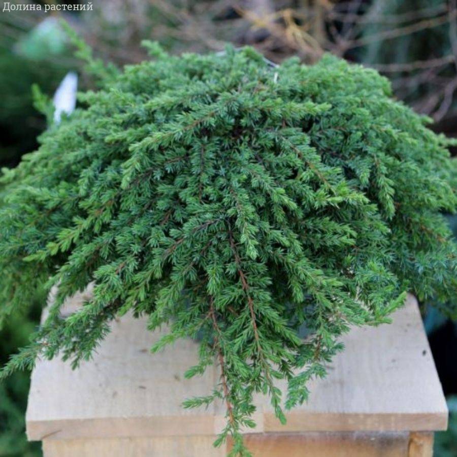 Можжевельник Гринмантл, С3 - Dolinasad.by