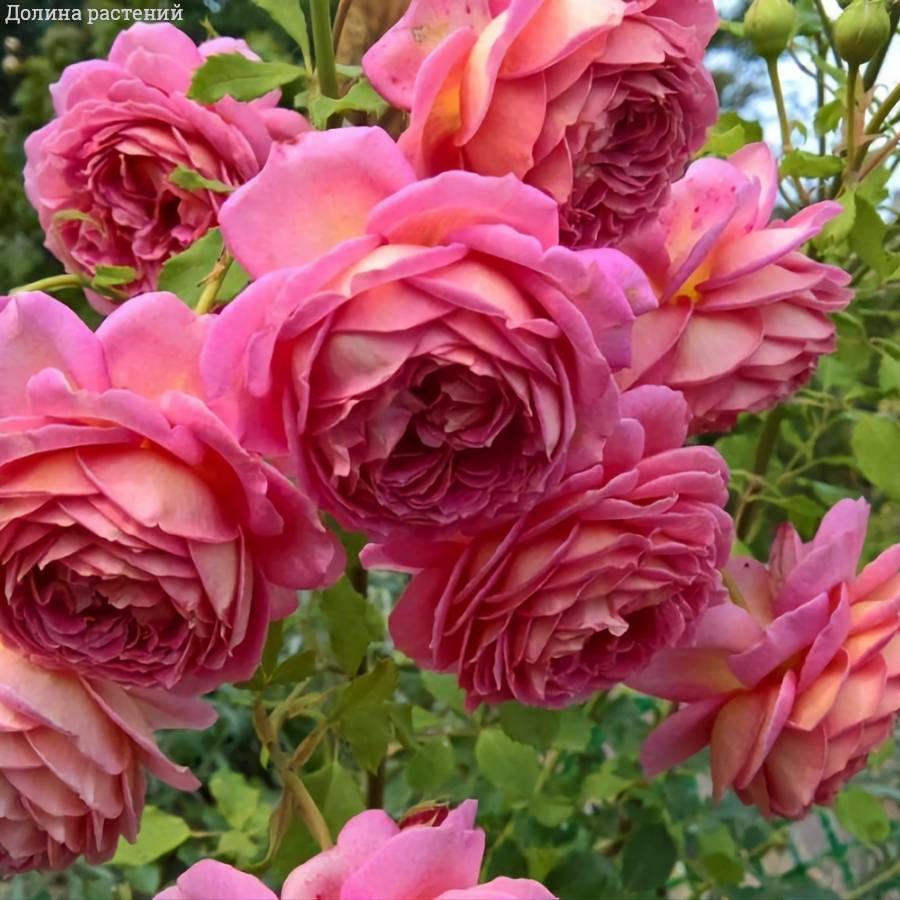 Роза Джубили Селебрейшн в горшке - Dolinasad.by