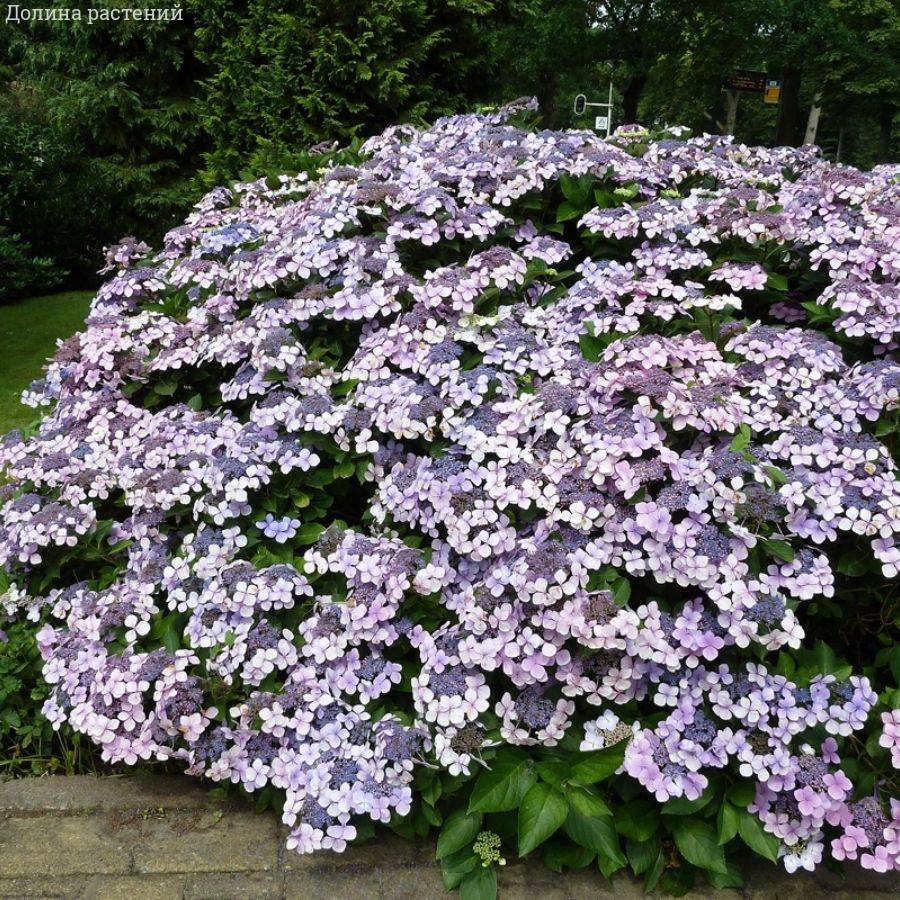 Гортензия Мариеси Перфекта, С2 - Dolinasad.by