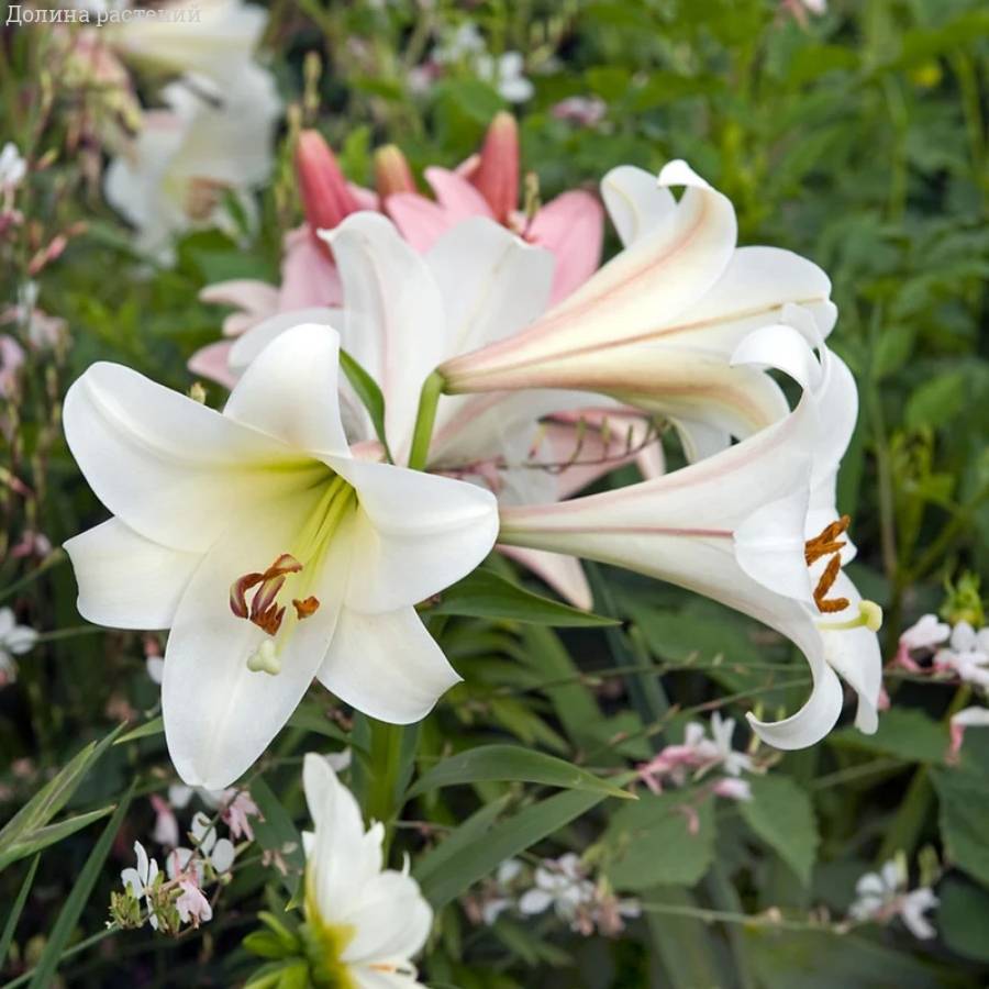 Лилия Вотч Ап - Dolinasad.by