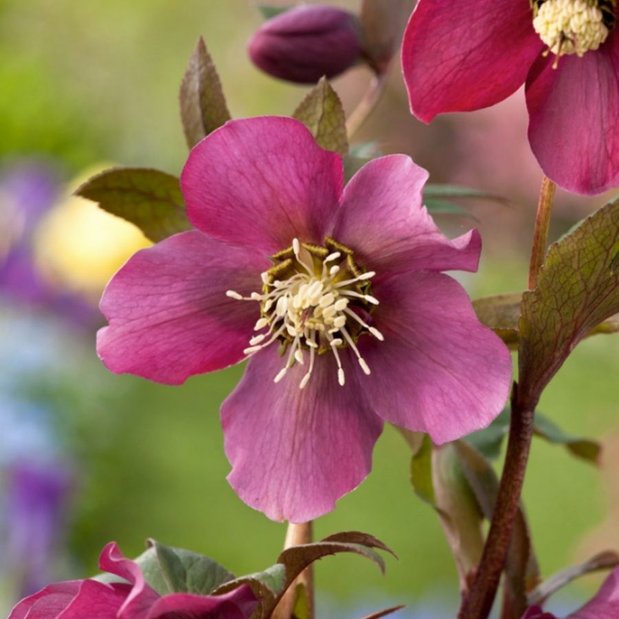 Морозник Претти Эллен Ред - Dolinasad.by