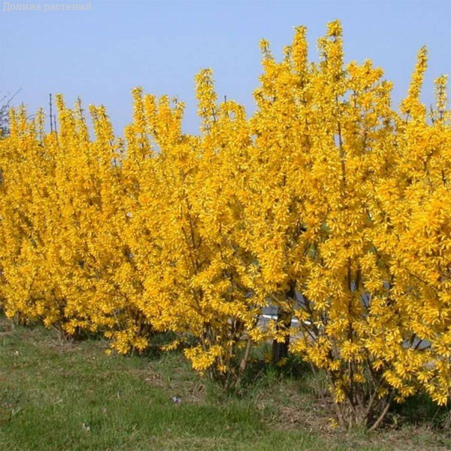 Форзиция промежуточная Гольдцаубер, С3 - Dolinasad.by