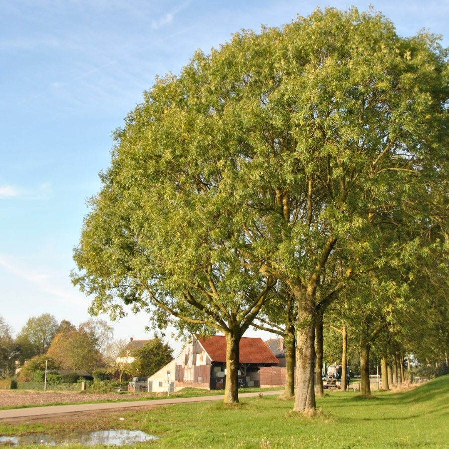 Ясень обыкновенный, С3 - Dolinasad.by