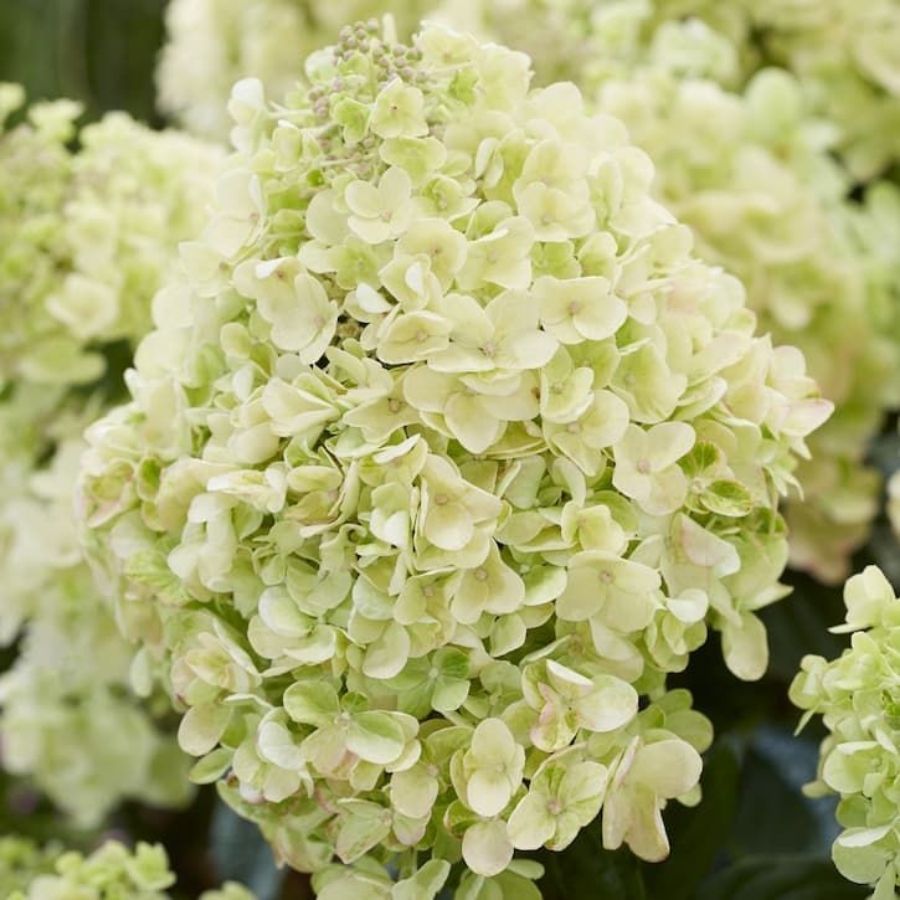 Гортензия метельчатая Би Хеппи, С2 - Dolinasad.by