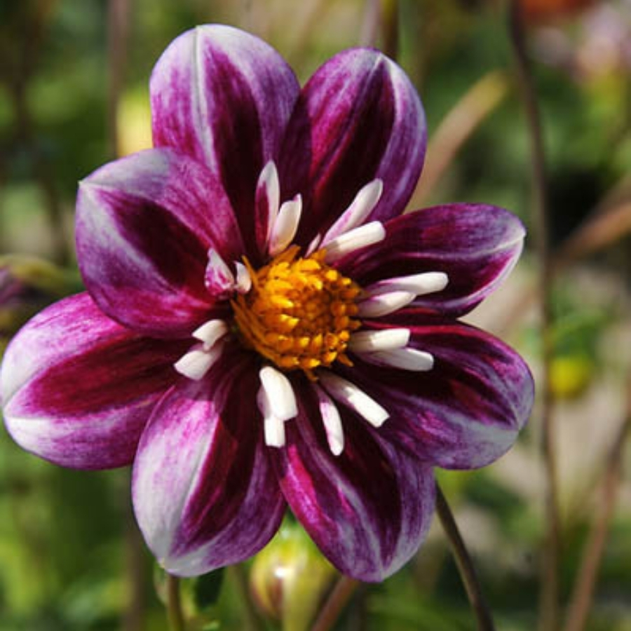 Георгина Импрешен Фабула - Dolinasad.by